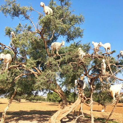 OUARZAZATE DAY TRIP