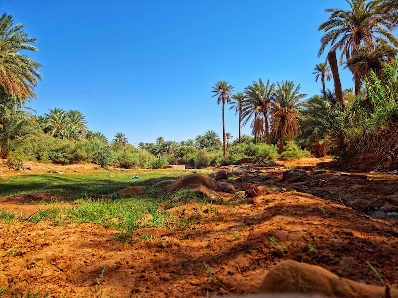 Best Fint Oasis in Ouarzazate